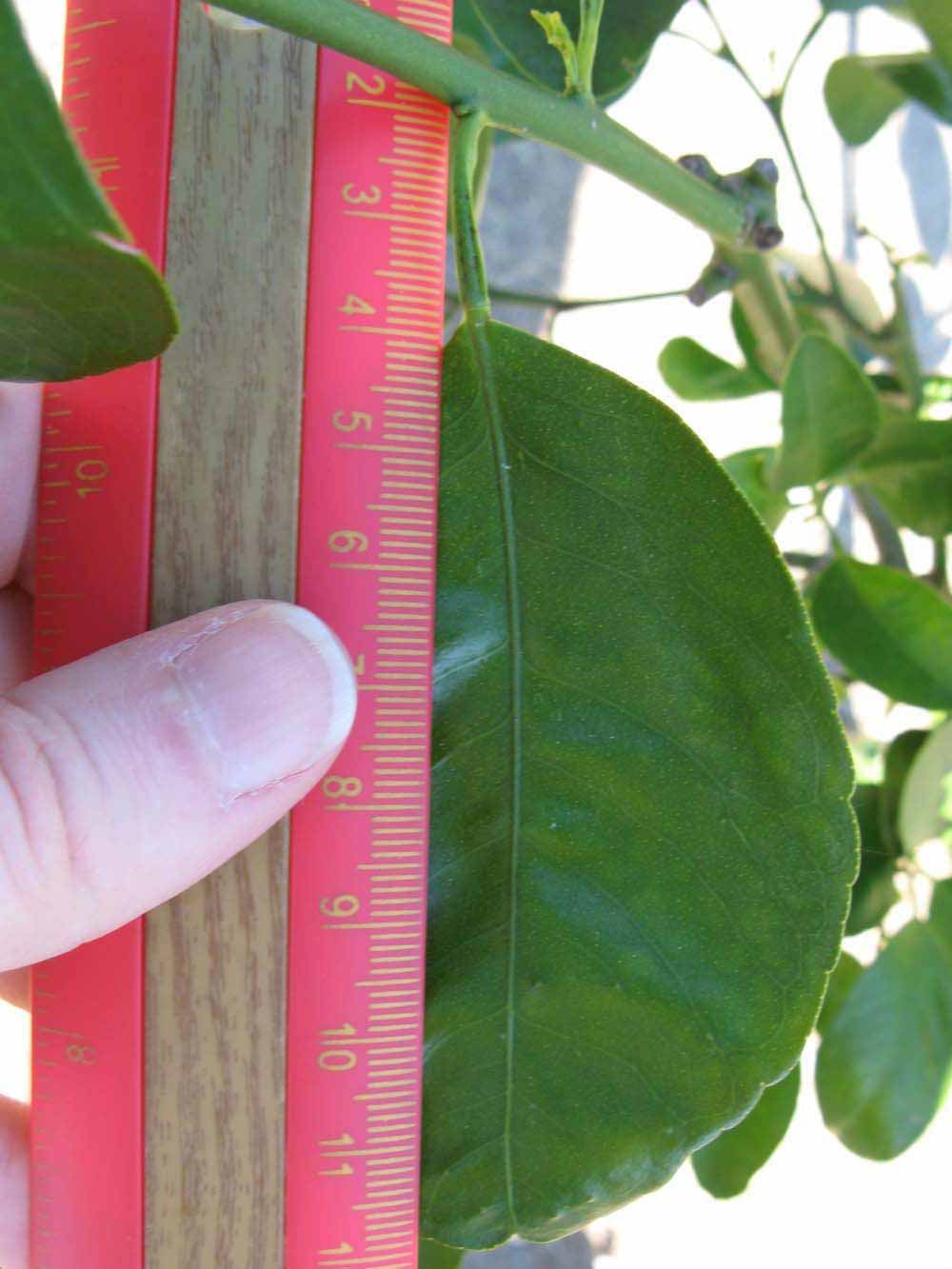             Unifoliolate leaf (Winter Haven, FL)       